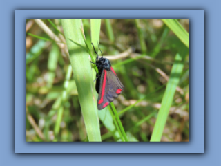 Cinnabar moth seen close to southern edge of Hetton House Wood_Prv.jpg